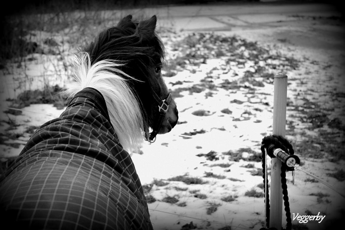 Pinto Korupgaards Karla - 24-12-2012 billede 1