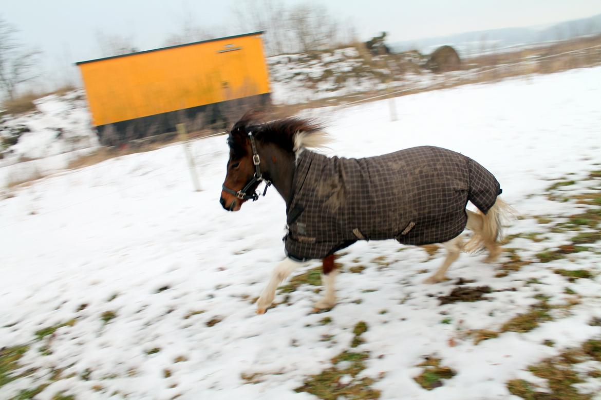 Pinto Korupgaards Karla - 24-12-2012 billede 9