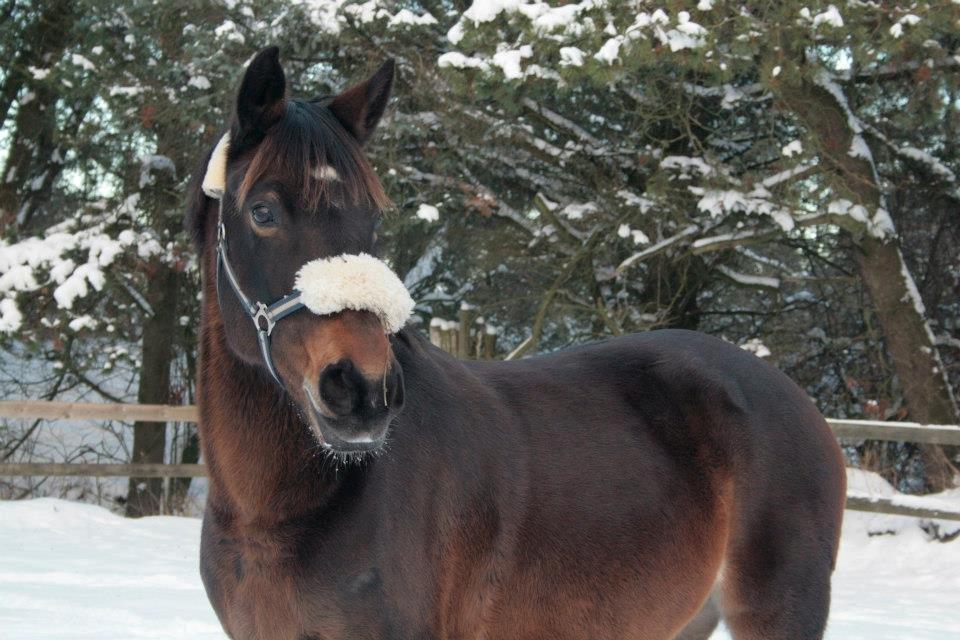 DSP Chanel - Vinterpony, december 2012. billede 19