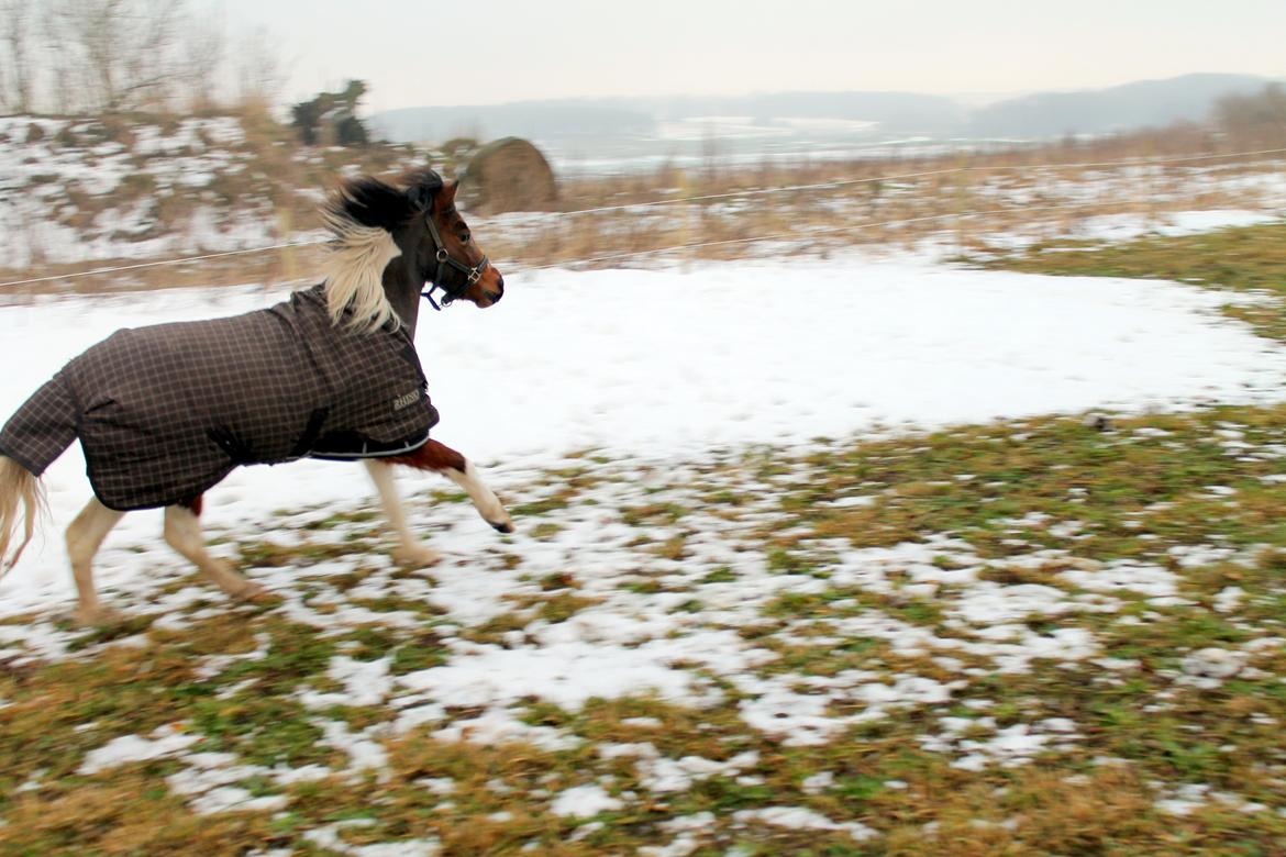 Pinto Korupgaards Karla - 24-12-2012 billede 10