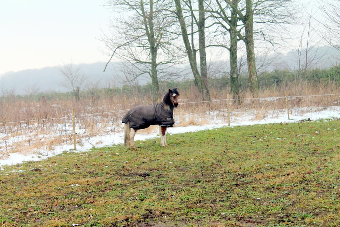 Pinto Korupgaards Karla - 24-12-2012 billede 11