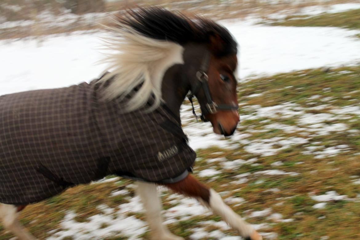 Pinto Korupgaards Karla - 24-12-2012 billede 12