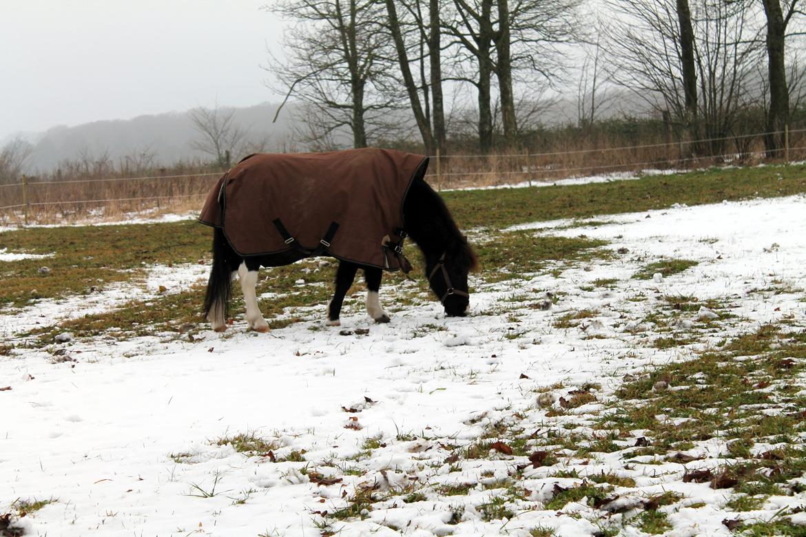 Pinto Topper - 24-12-2012 billede 8