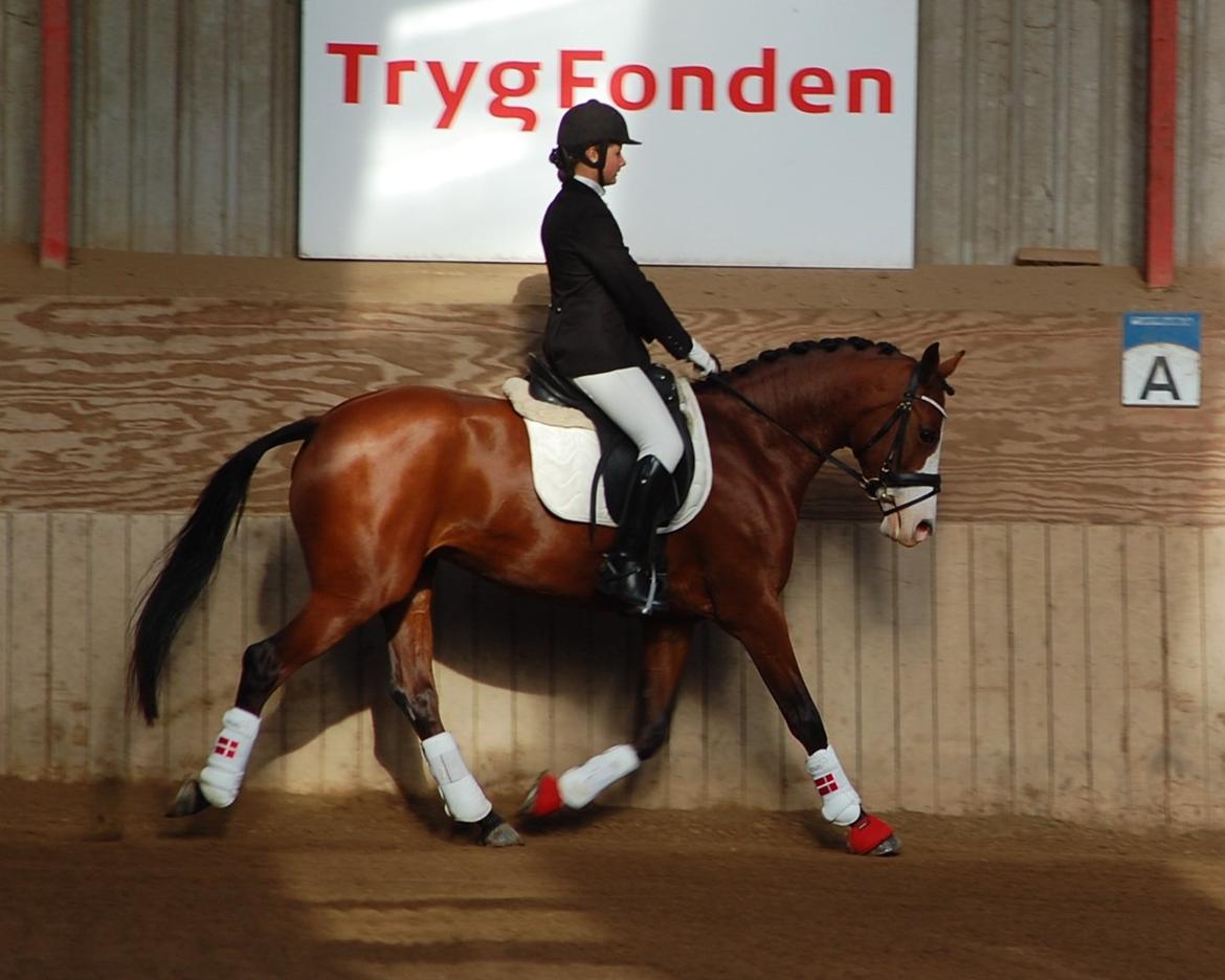 DSP Artemis Stengaard billede 1