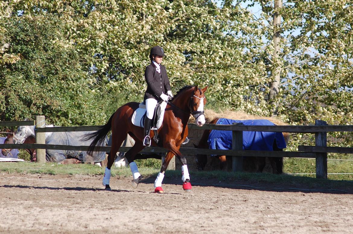 DSP Artemis Stengaard billede 2