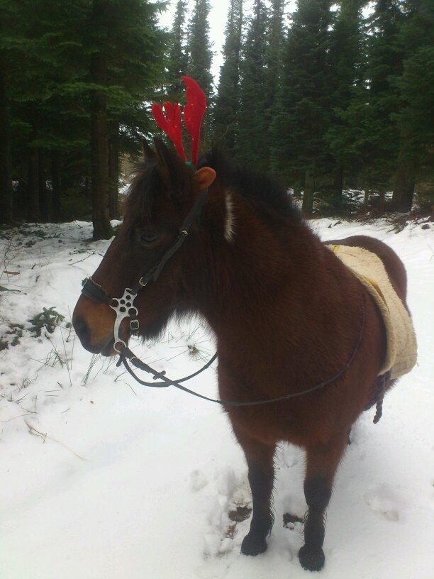 Anden særlig race Tawra *Min bedste ven* - Tawra forklædt som elg! :p - 24/12 2012  billede 13