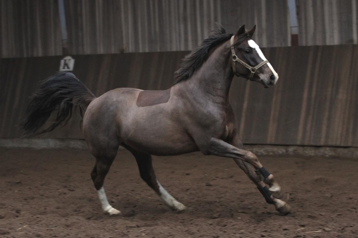 DSP Boogie - Boogie giver den gas i hallen! billede 3