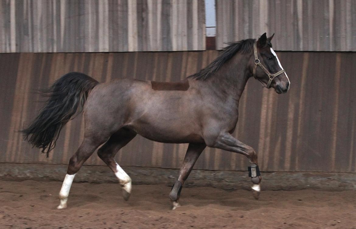 DSP Boogie - Boogie giver den gas i hallen! billede 11