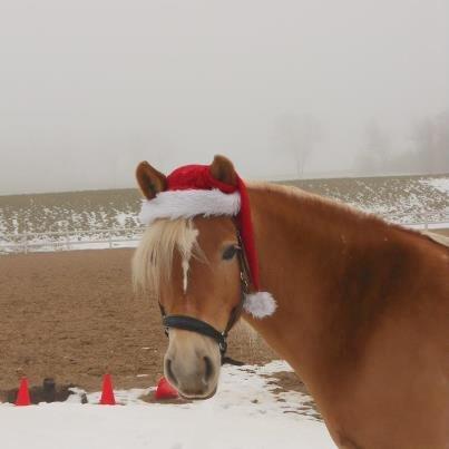 Haflinger Mille Skov - Mille julen 2012, glædelig jul :) billede 8