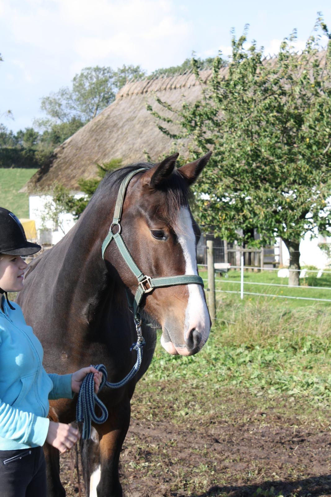 Anden særlig race Søbo's Chacor  billede 3