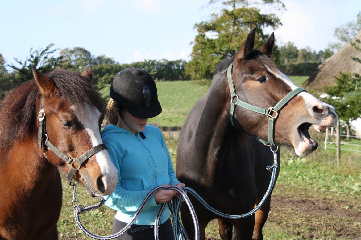 Anden særlig race Søbo's Chacor  - Træt pony <3 billede 4