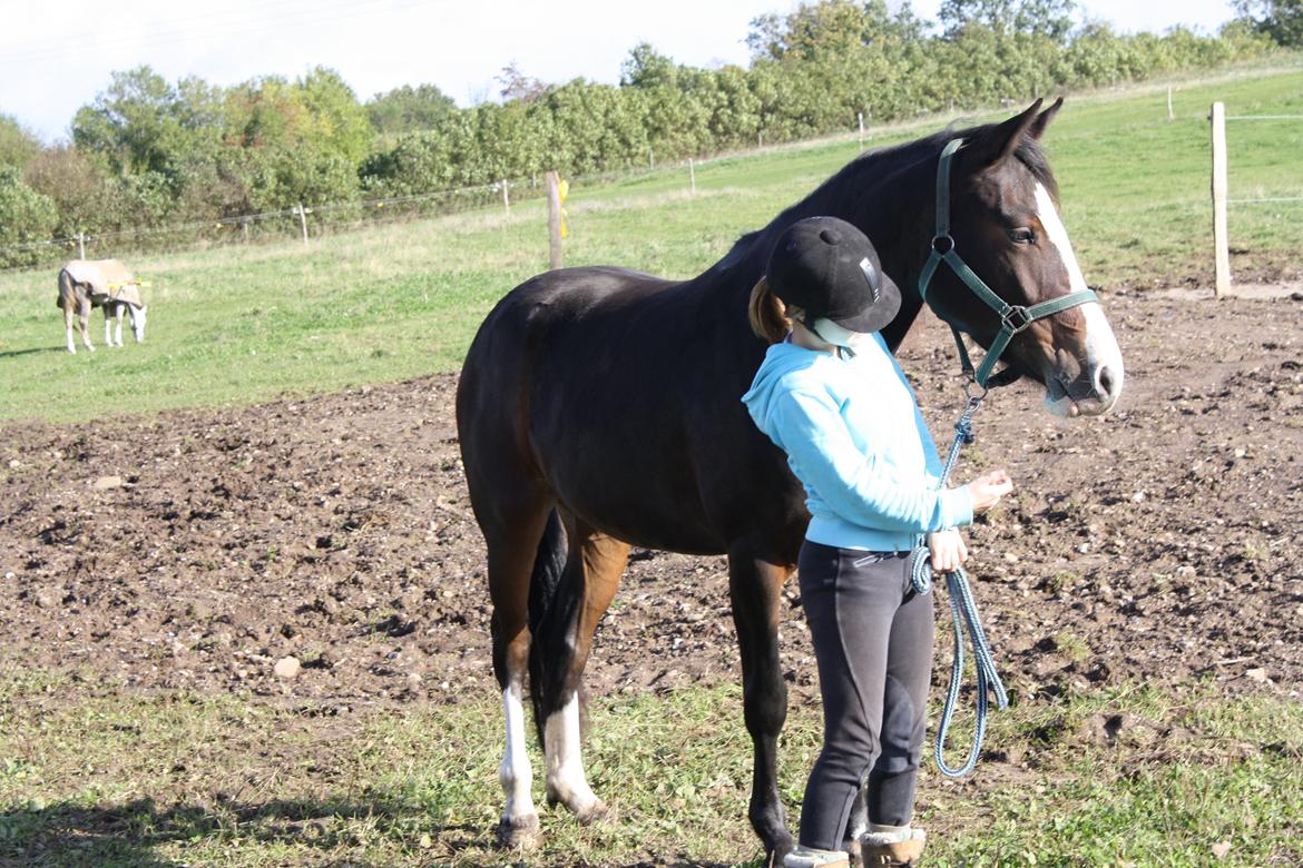 Anden særlig race Søbo's Chacor  billede 5