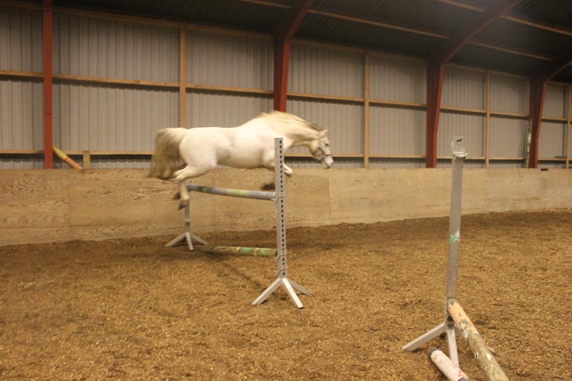 Anden særlig race Pepito my only one! <3 - Min seje reje!:-D billede 5