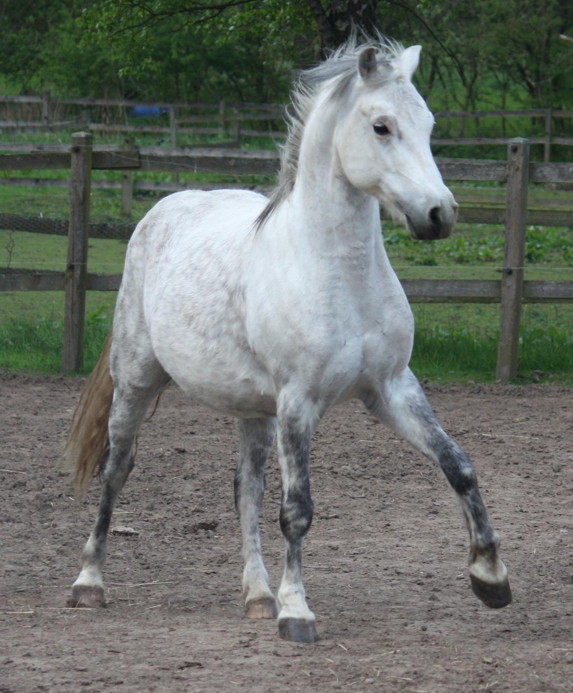 Welsh Pony (sec B) Bjerregårds Nosferatu billede 1