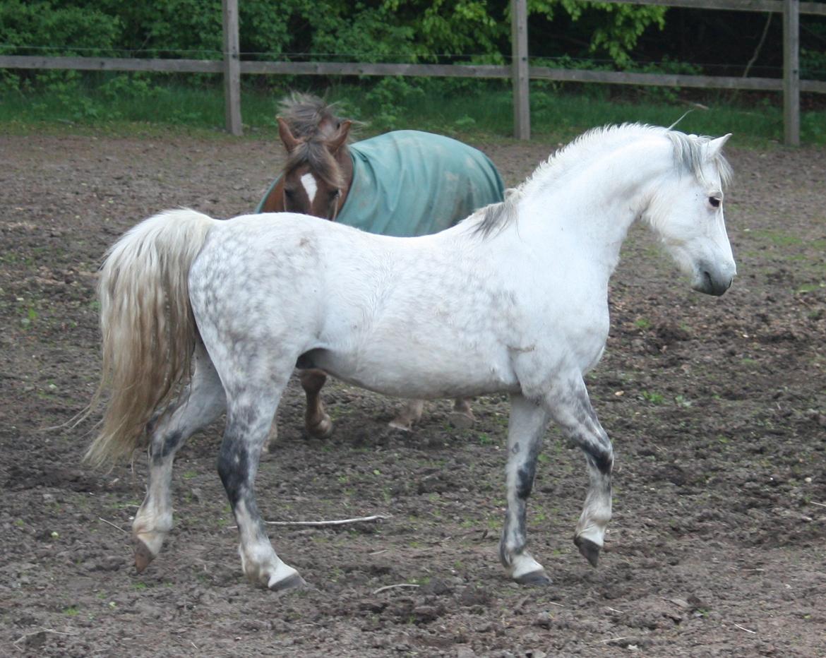 Welsh Pony (sec B) Bjerregårds Nosferatu billede 2