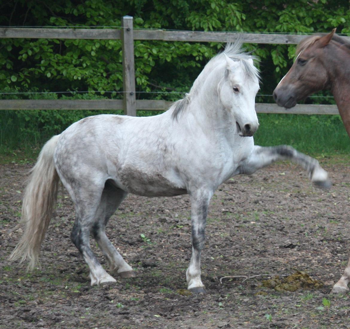 Welsh Pony (sec B) Bjerregårds Nosferatu billede 3