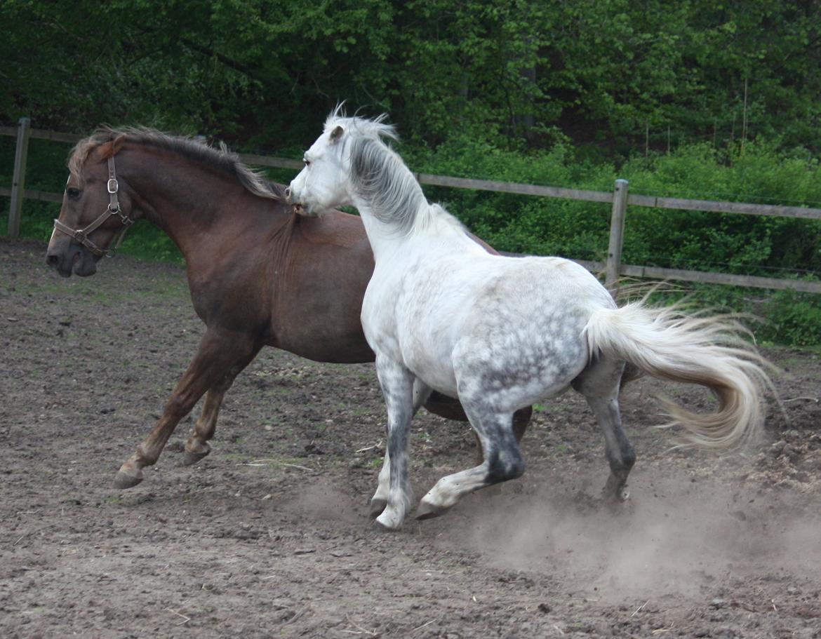 Welsh Pony (sec B) Bjerregårds Nosferatu billede 5