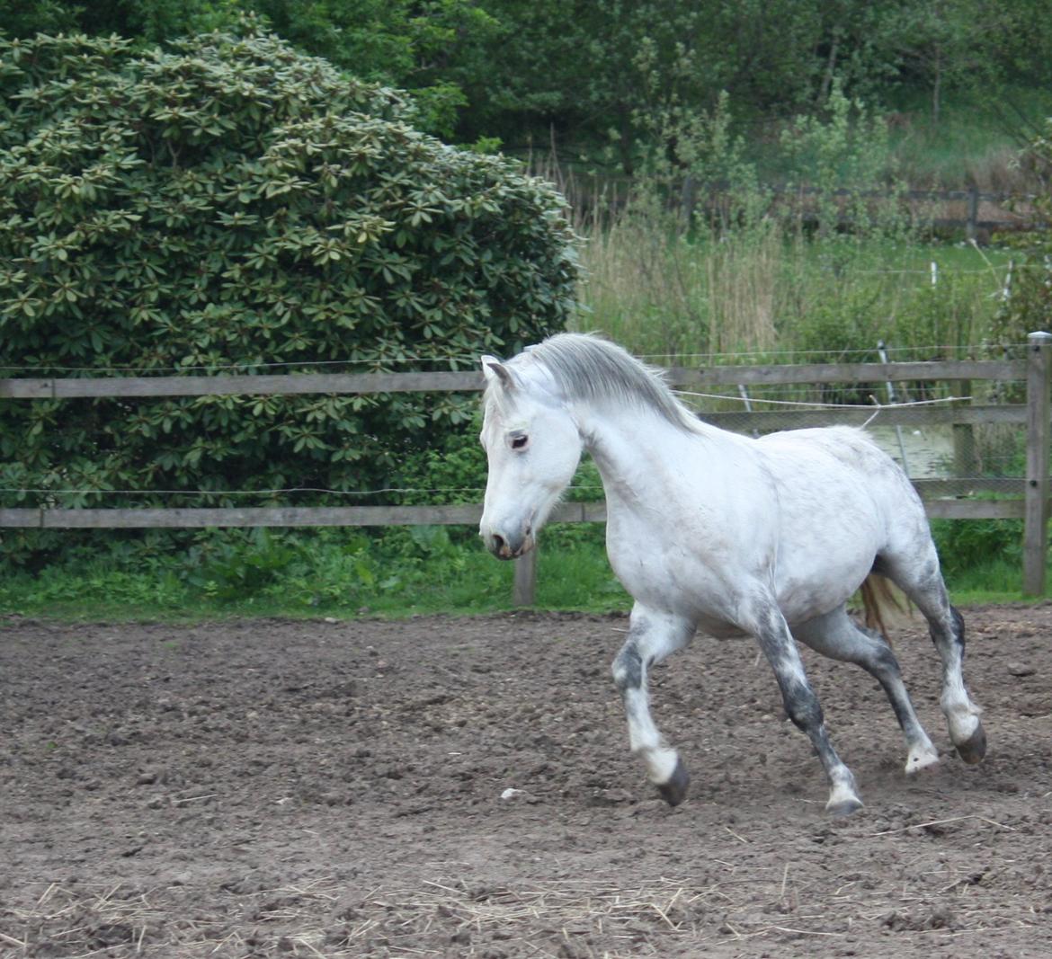 Welsh Pony (sec B) Bjerregårds Nosferatu billede 6