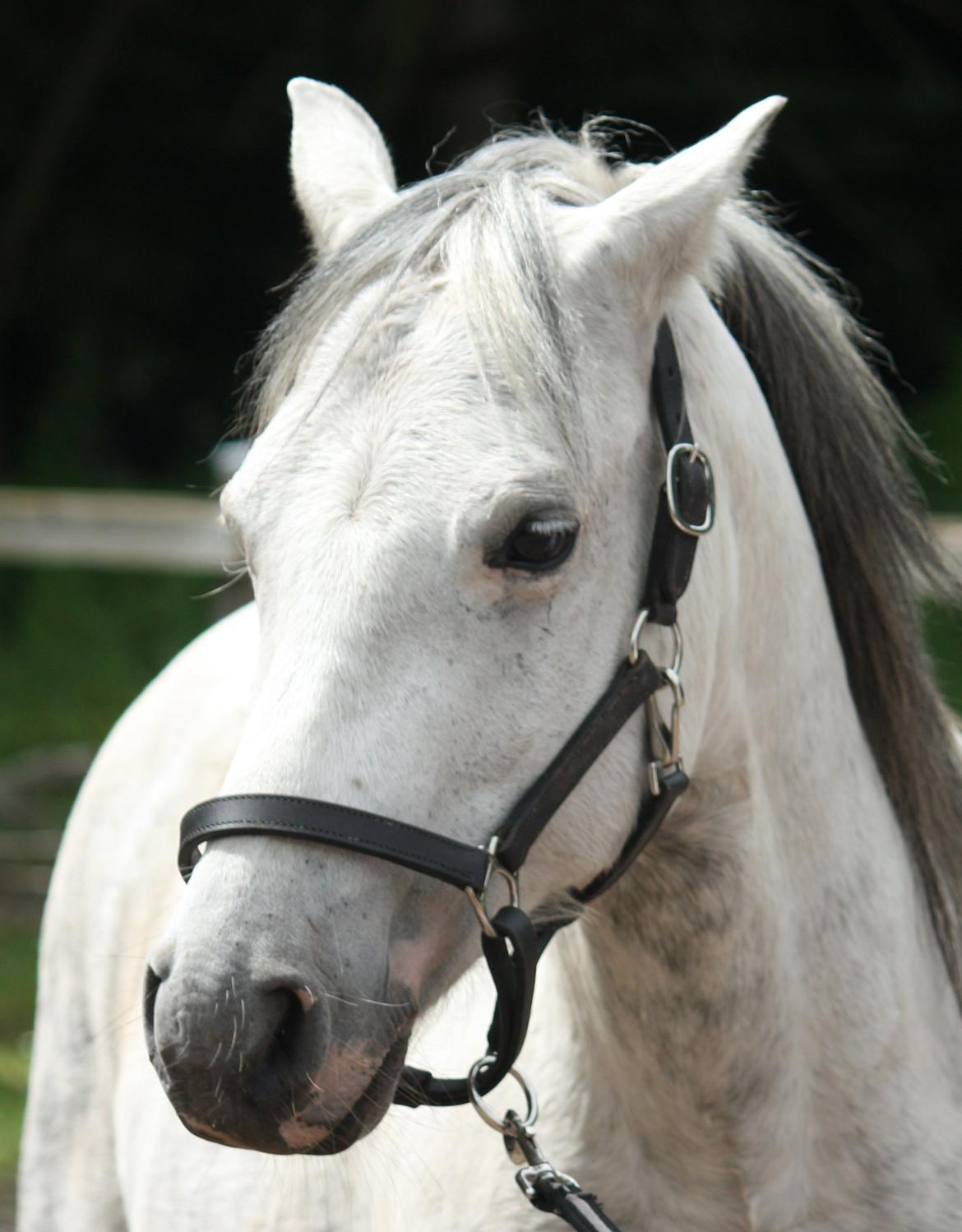 Welsh Pony (sec B) Bjerregårds Nosferatu billede 7