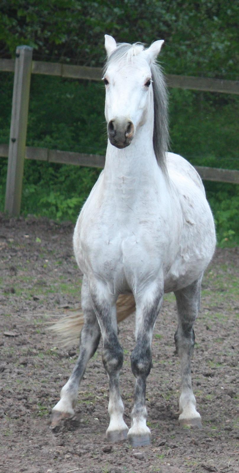 Welsh Pony (sec B) Bjerregårds Nosferatu billede 8