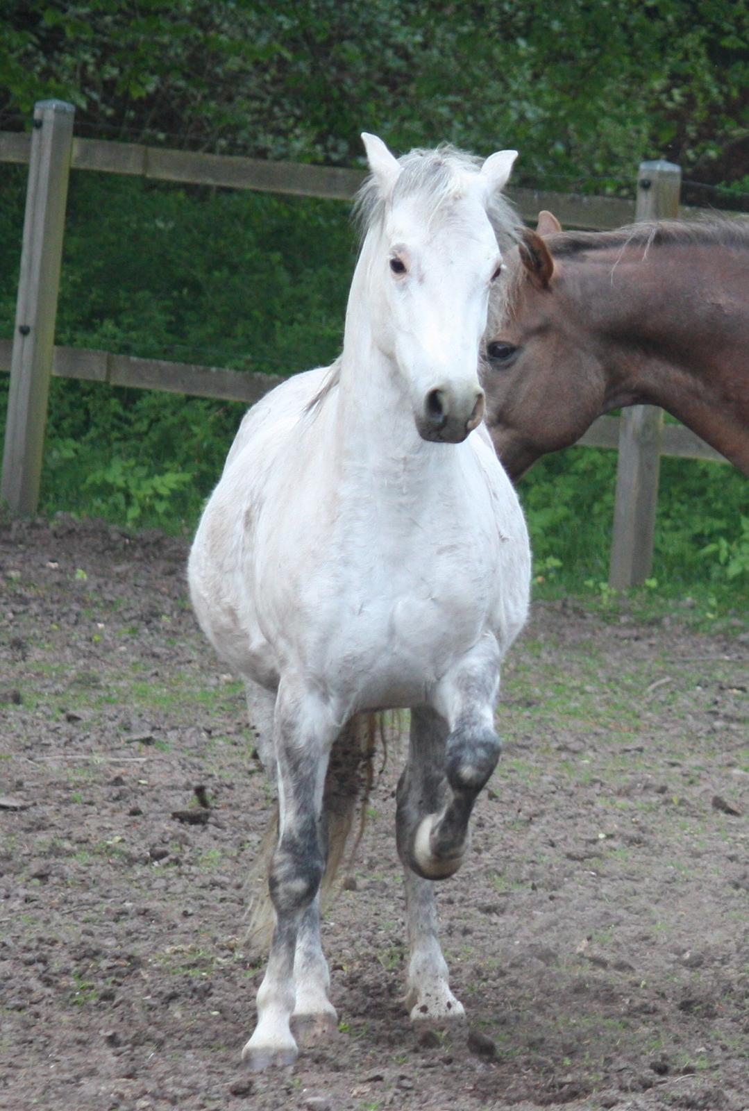 Welsh Pony (sec B) Bjerregårds Nosferatu billede 9