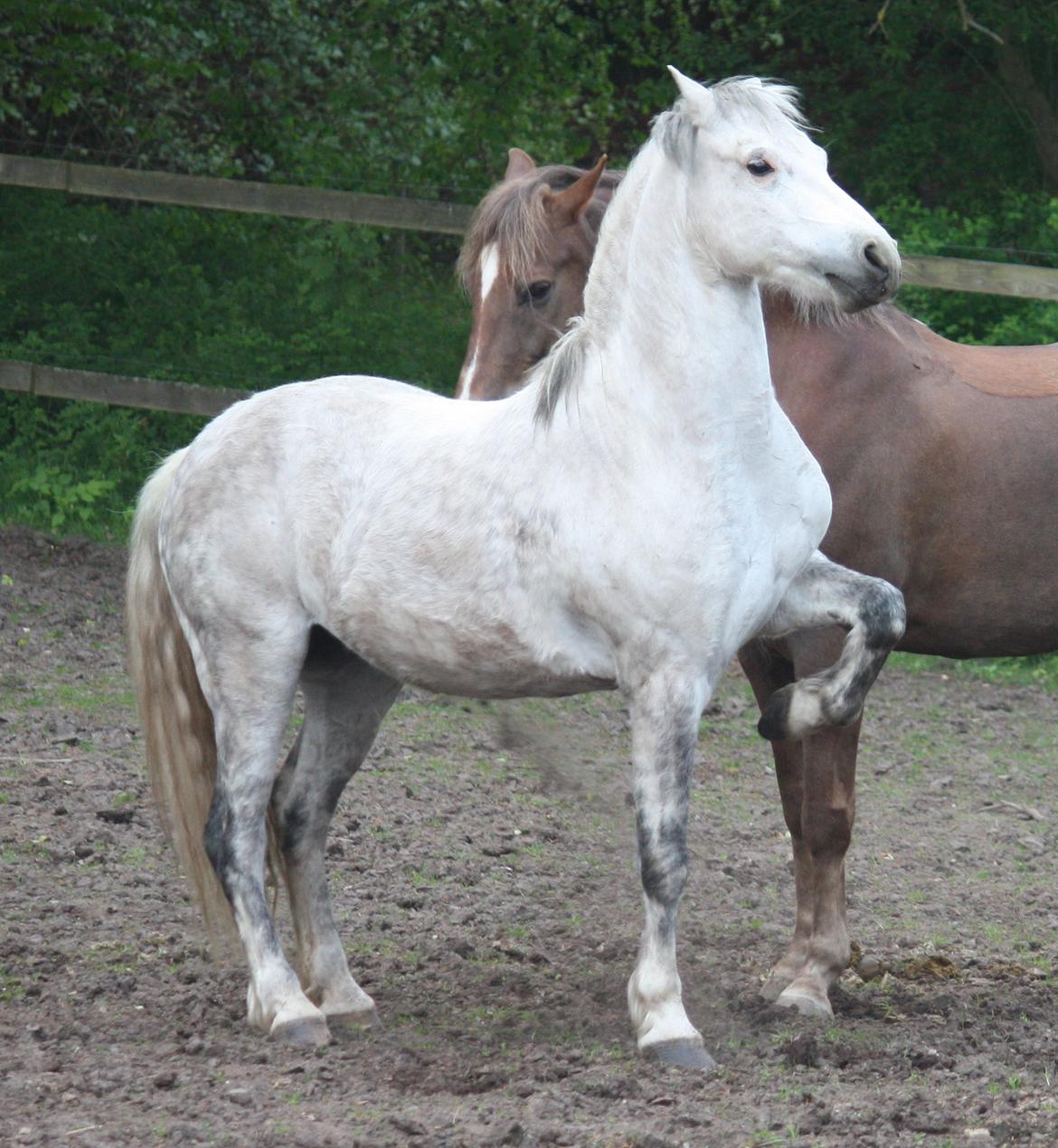 Welsh Pony (sec B) Bjerregårds Nosferatu billede 10