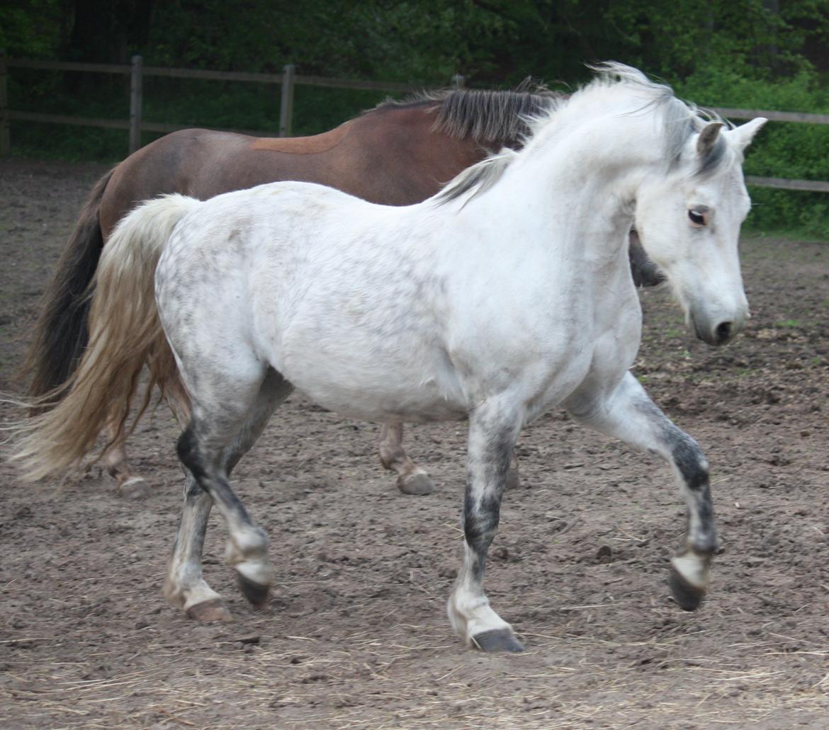 Welsh Pony (sec B) Bjerregårds Nosferatu billede 11