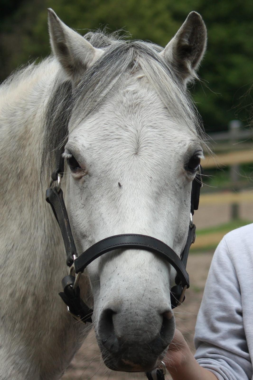 Welsh Pony (sec B) Bjerregårds Nosferatu billede 12