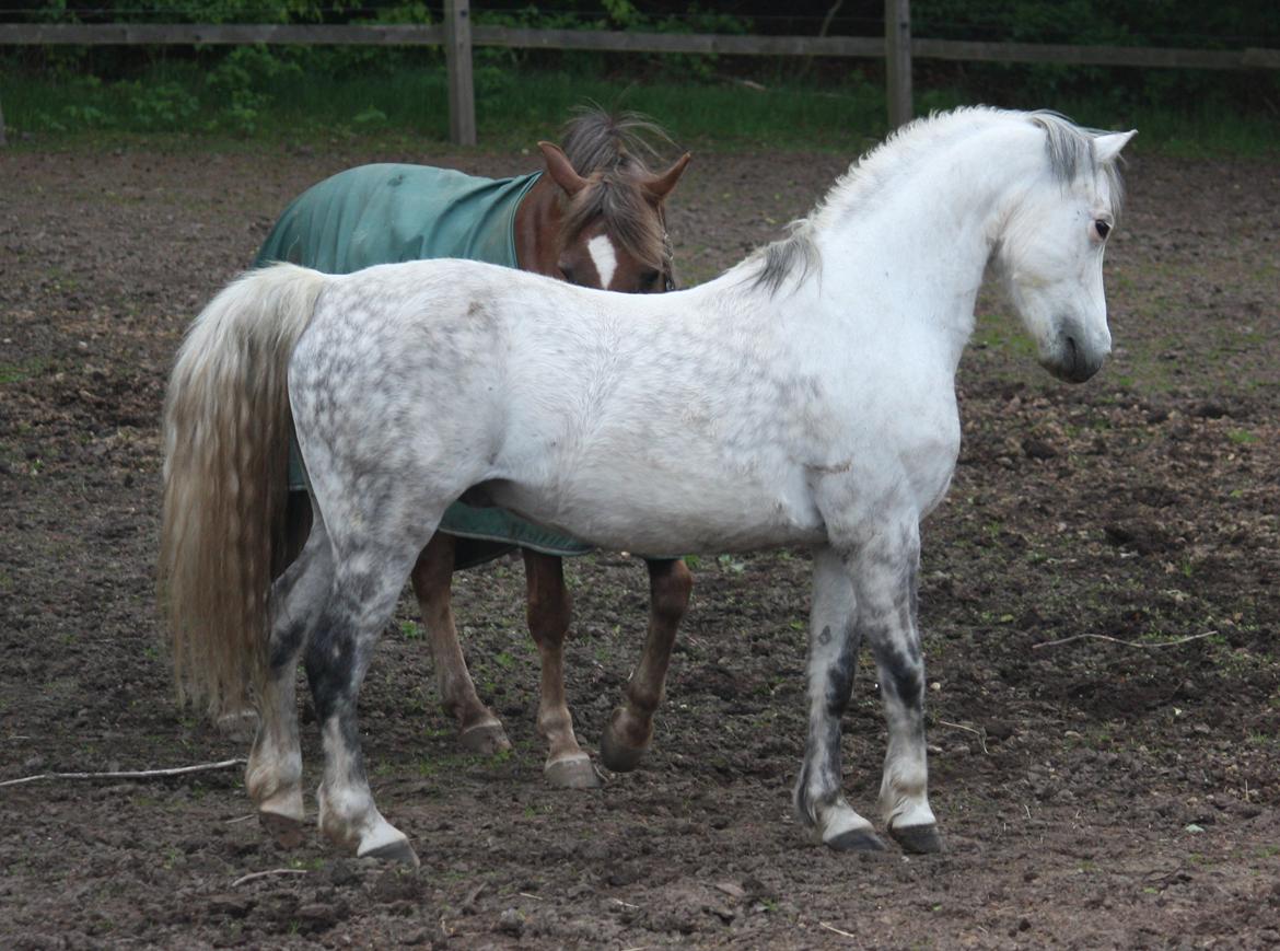 Welsh Pony (sec B) Bjerregårds Nosferatu billede 13