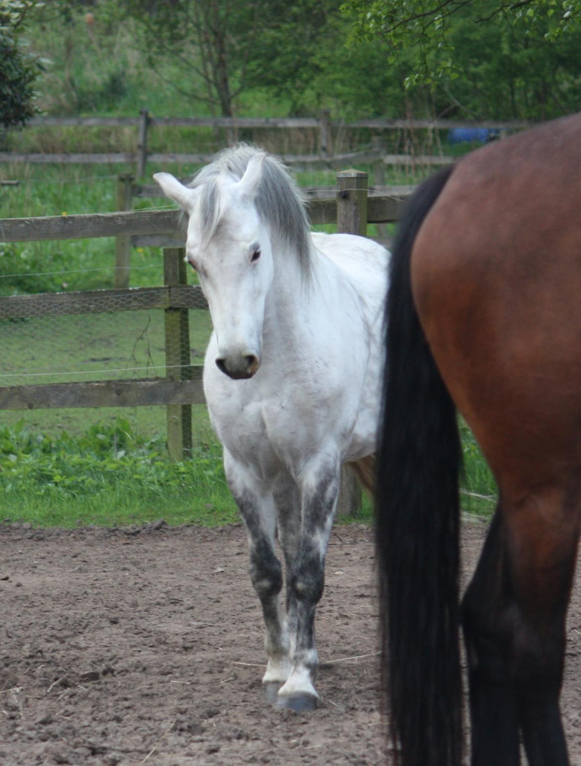 Welsh Pony (sec B) Bjerregårds Nosferatu billede 14