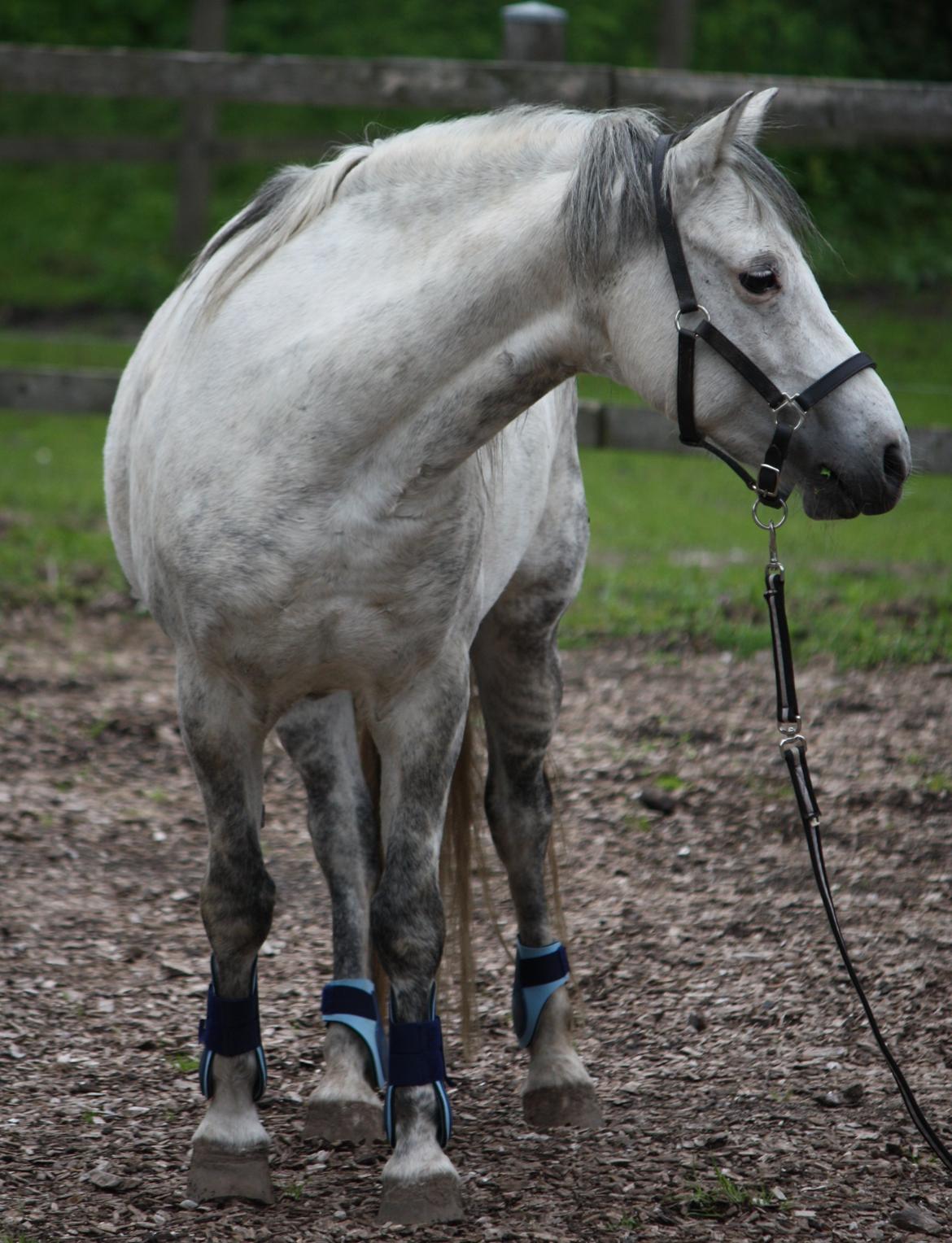 Welsh Pony (sec B) Bjerregårds Nosferatu billede 15