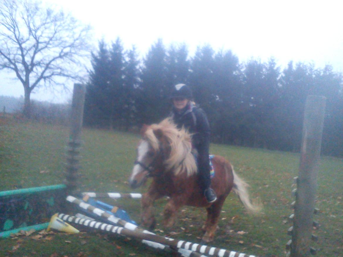 Anden særlig race Ringostar ( Rikke )<3 - dejlige unge!!!<3333333 billede 14