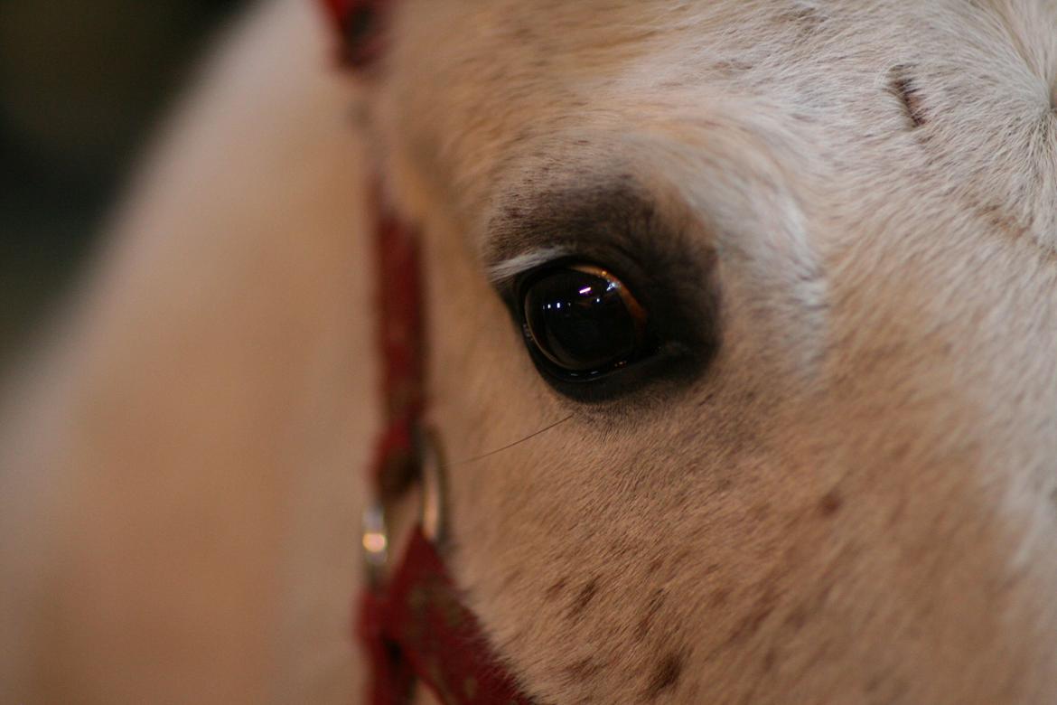 Shagya Araber (SH) Sv's O'balina Lightwood<3 - Ikke redigeret :-) billede 18