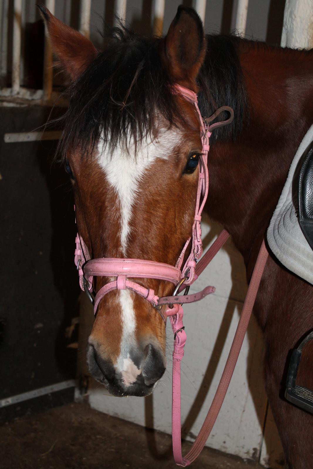 Anden særlig race Mistery Dancer (Misse)SOLGT billede 7