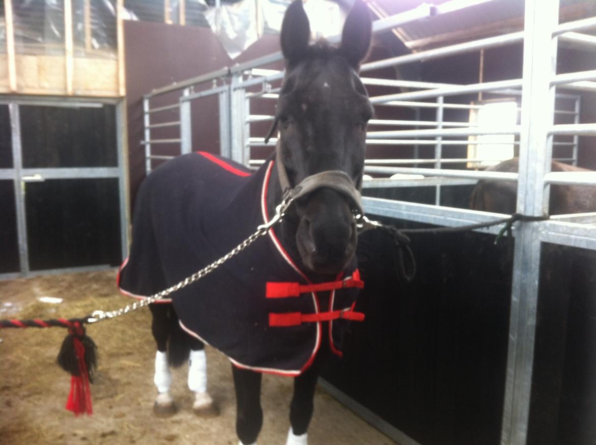 Anden særlig race Amagiteam's LittleJohn - Min smukkeste billede 2