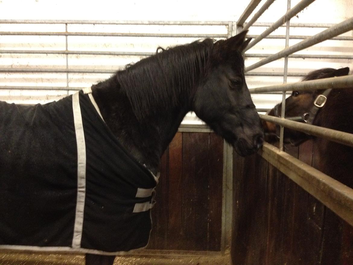 Anden særlig race Amagiteam's LittleJohn - Min smukke dreng billede 3