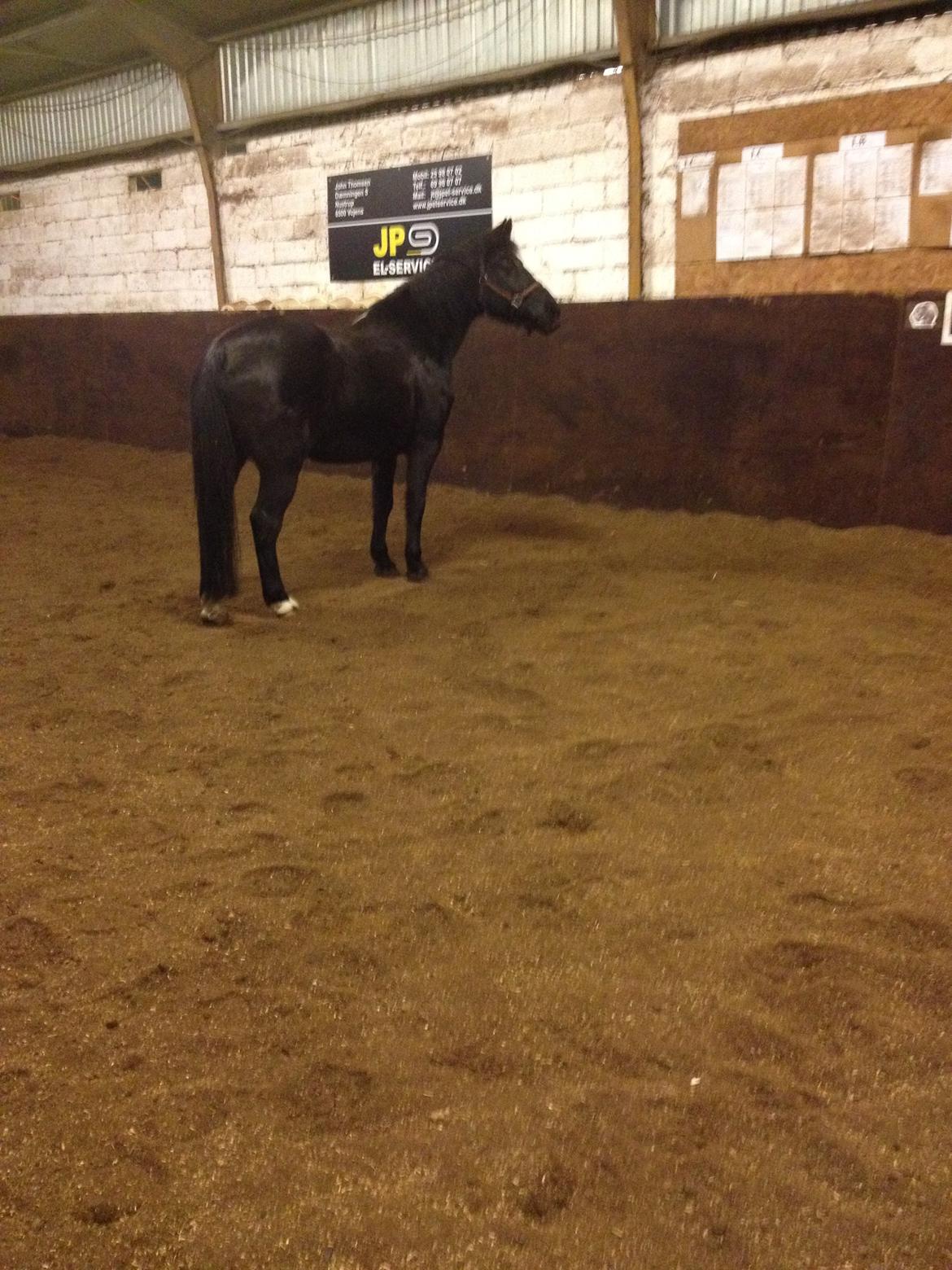 Anden særlig race Amagiteam's LittleJohn - Kommer der nogen? billede 9