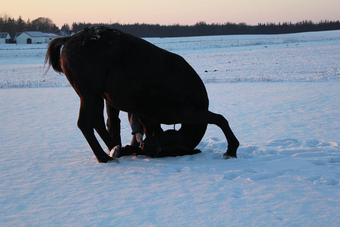 Knabstrupper Amigo billede 1