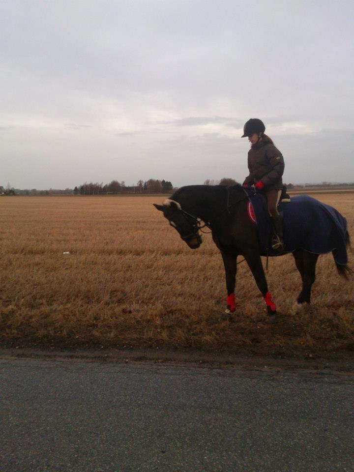 Anden særlig race Thunder Fairy [Tidl lån][Himmel hest] billede 11