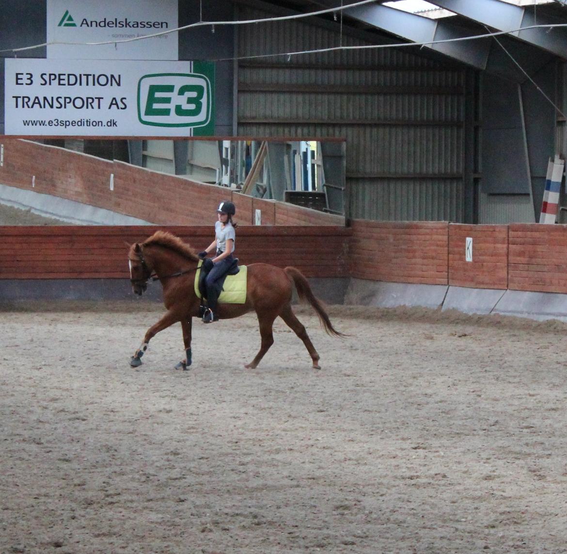 Hollandsk Sportspony Killroy R.I.P billede 4