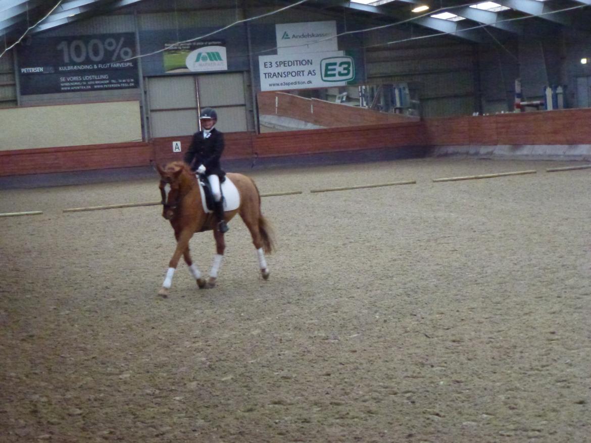 Hollandsk Sportspony Killroy R.I.P - Killroy til stævne billede 1