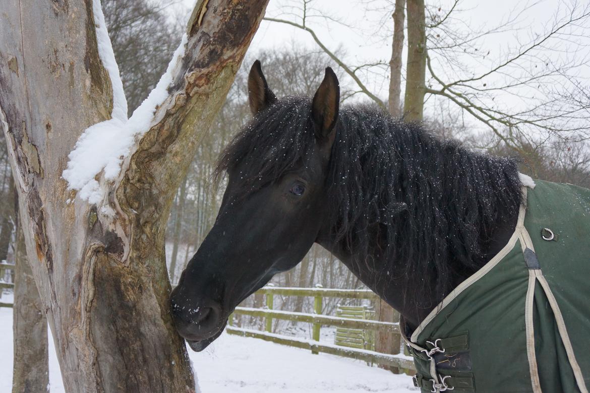 Pura Raza Española Divino XXXVIII billede 16