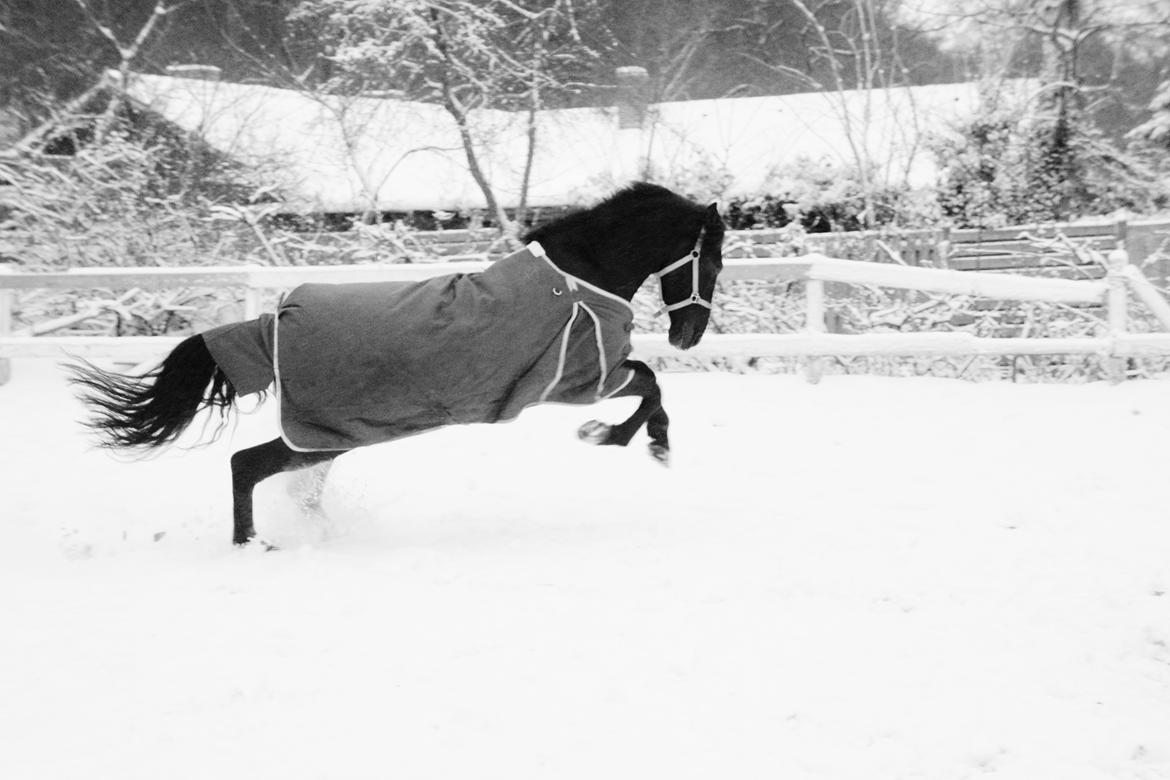 Pura Raza Española Divino XXXVIII billede 12