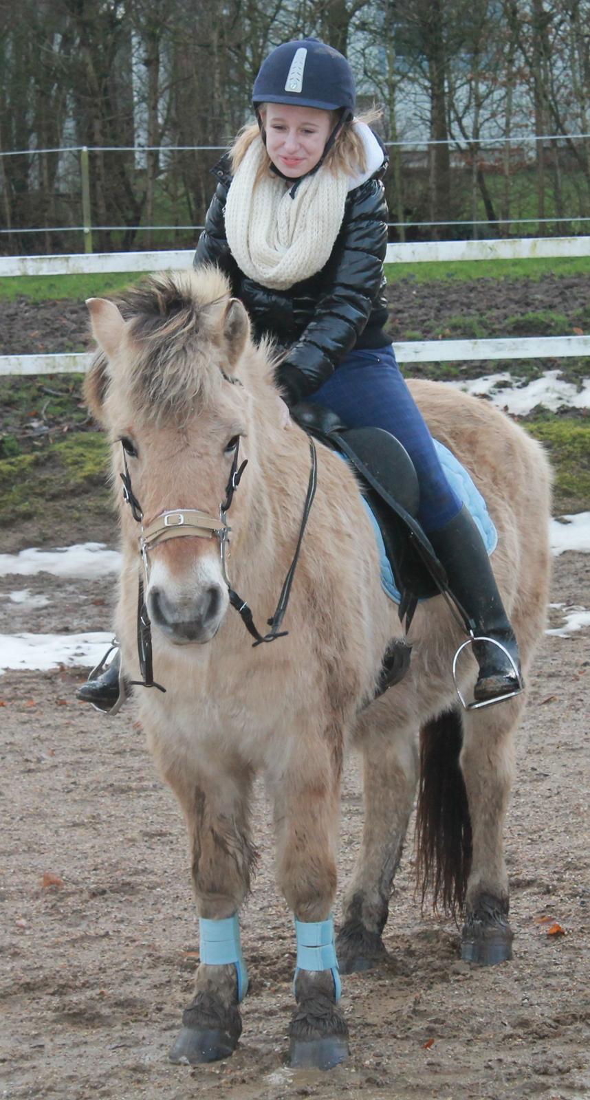 Fjordhest Rasmus :* billede 20