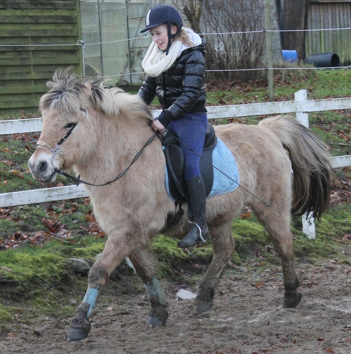 Fjordhest Rasmus :* billede 8