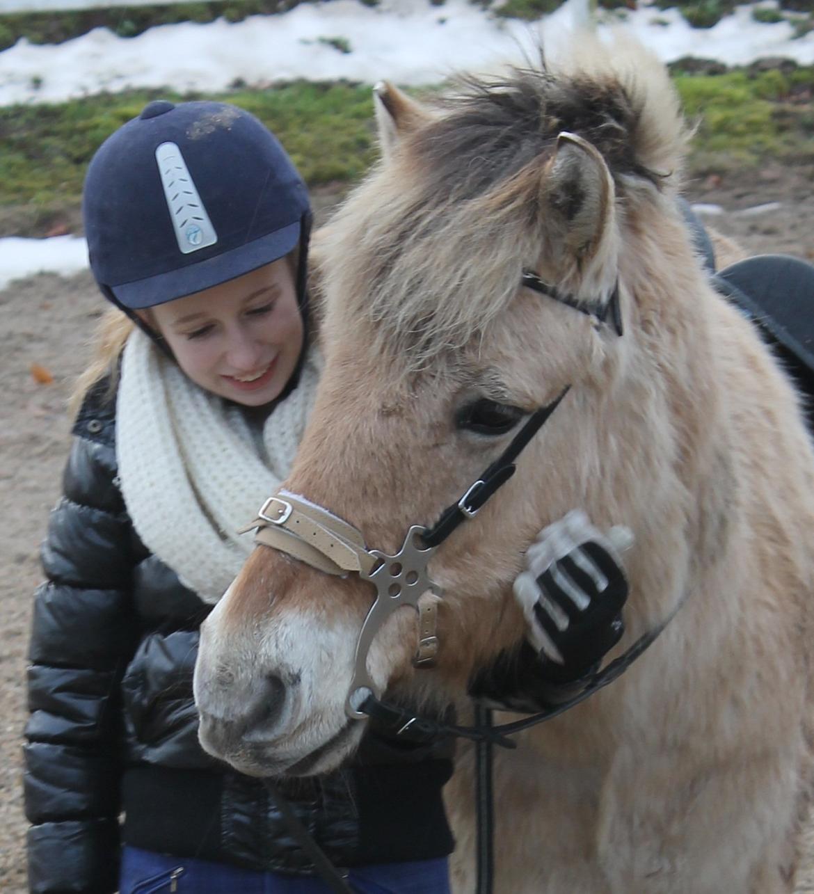 Fjordhest Rasmus :* - Første gang i hackamore!  billede 4