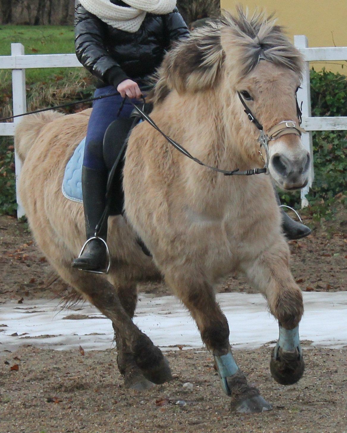 Fjordhest Rasmus :* billede 11