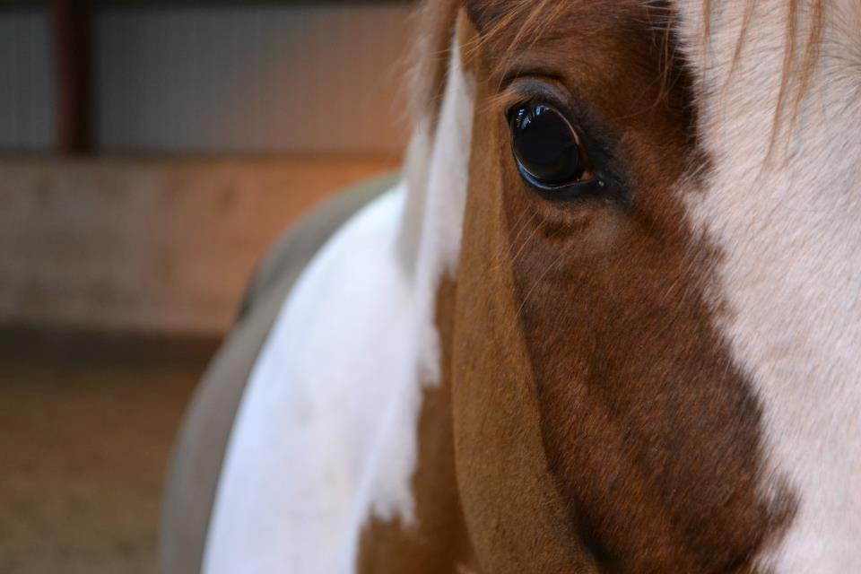 Anden særlig race Tai San Indiana - En hygge dag med den smukkeste pony <3 af Anna Victoria Pansler  billede 12