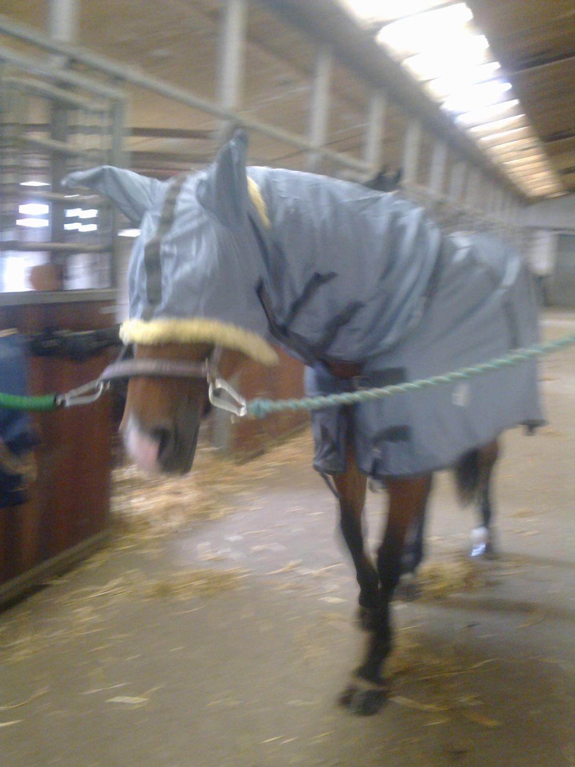 Dansk Varmblod Bakkegaardens Anemone - Find Holger? billede 14