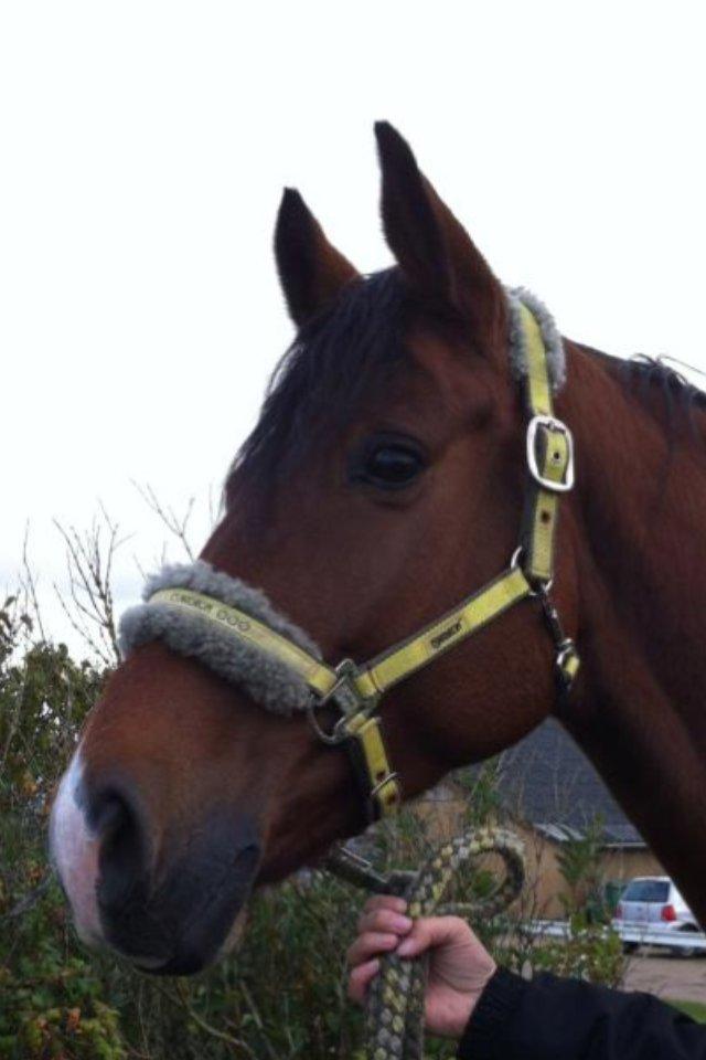 Dansk Varmblod Bakkegaardens Anemone - Smukke smukke på vej på fold billede 1